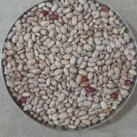 لوبیا مخصوص بذر