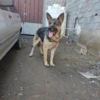 معاوضه ژرمن کارنرباچیزی ک بکارم بیاد