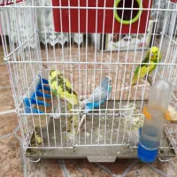 مرغ عشق و قفس