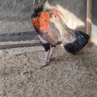 مرغ خروس لاری