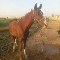 اسب|اسب و تجهیزات اسب‌سواری|شوشتر, |دیوار