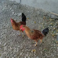 خروس محلی|حیوانات مزرعه|گیلان غرب, |دیوار