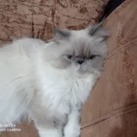 فروش گربه هیمالین پرشین