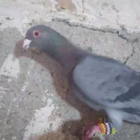 کبوتر سبز|پرنده|تاکستان, |دیوار