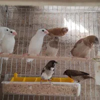 ۸فنچ بنگالی + قفس وسایل رایگان