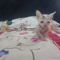 گربه