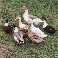 اردک و غاز محلی درشت