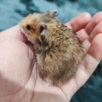 همستر بچه نژاد سوری|موش و خرگوش|قشم, |دیوار