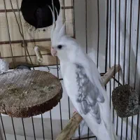 عروس هلندی نر دوکت|پرنده|کرج, حسین آباد (اکبر آباد)|دیوار