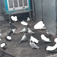 هشت،تا کفتر خوب یکجا میدم