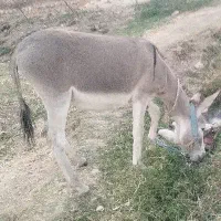 الاغ خر دره شهر