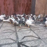 کفتر بوم