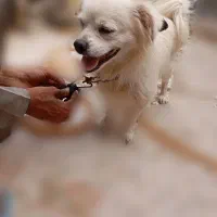 سگ خ|سگ|کنارک, |دیوار