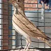 سهره|پرنده|کرمان, |دیوار