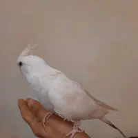 پدنده