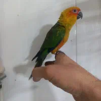 خورشیدی سان جوجه