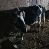 گاو|حیوانات مزرعه|دهگلان, |دیوار