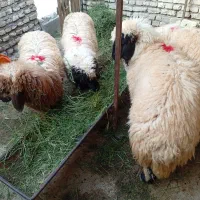 بره نروماده پروار