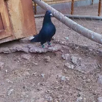 نر ذاغ دمسفید|حیوانات|رفسنجان, |دیوار