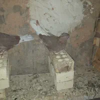 یک جفت سوسنی امیدیه هستم