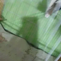 قناری نروماده|پرنده|مشهد, شهرک امام هادی (شهرک غرب)|دیوار