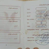 سگ ۲ ماهه نژاد ژرمن ورک ماده شناسنامه دار|سگ|هشتگرد, مدرس|دیوار