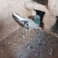 کبوتر پر