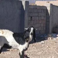 فروش یک عدد بزغاله چاق وسالم|حیوانات مزرعه|بسطام, |دیوار