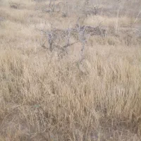 کودحیوانی گوسفندی مخصوص باغ