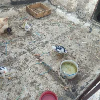 مرغ خروس محلی
