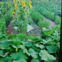 باغبان|خدمات باغبانی و درختکاری|آبادان, |دیوار