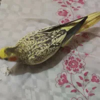 پرنده گم شده