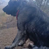 سگ سراب