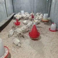 فروش بوقلمون گوشتی