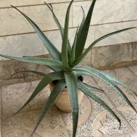 گیاه آلوئه ورا سن بالا