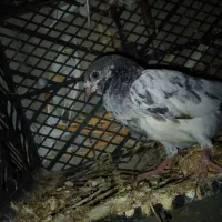 جوجه پرشی امسال
