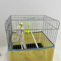 عروس سخنگو دستی|پرنده|قم, سراجه (۱۵ خرداد)|دیوار