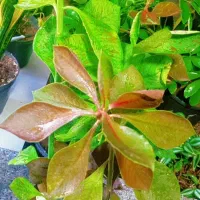 گل های طبیعی