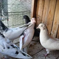 کفتر|پرنده|قم, شهید صیاد شیرازی|دیوار