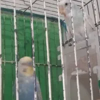 مرغ عشق آنتیک