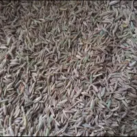 زیره سبز|عمده‌فروشی|قائن, |دیوار