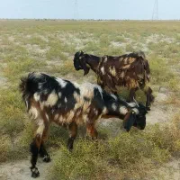 بزغاله پلنگی پاکستانی لنگه ۲قلو|حیوانات مزرعه|گنبد کاووس, |دیوار