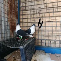 دوبالی|پرنده|دزفول, |دیوار