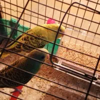 یک جفت مرغ عشق جوان