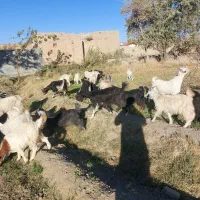 ۳۰راس بزغاله|حیوانات مزرعه|خمین, |دیوار