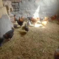 جوجه ولایتی۴۵روزه