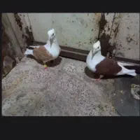 کبوتر شونه سرخ شونه زرد