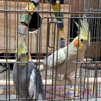 فروش عروس هلندی