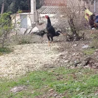 خروس افغان لاری