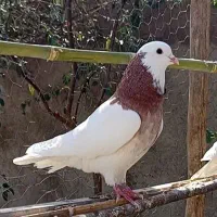 کبوتر طوقی|پرنده|ساوه, |دیوار